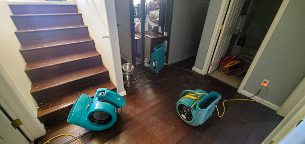 Best Mold removal after water damage  in Loveland Park, OH